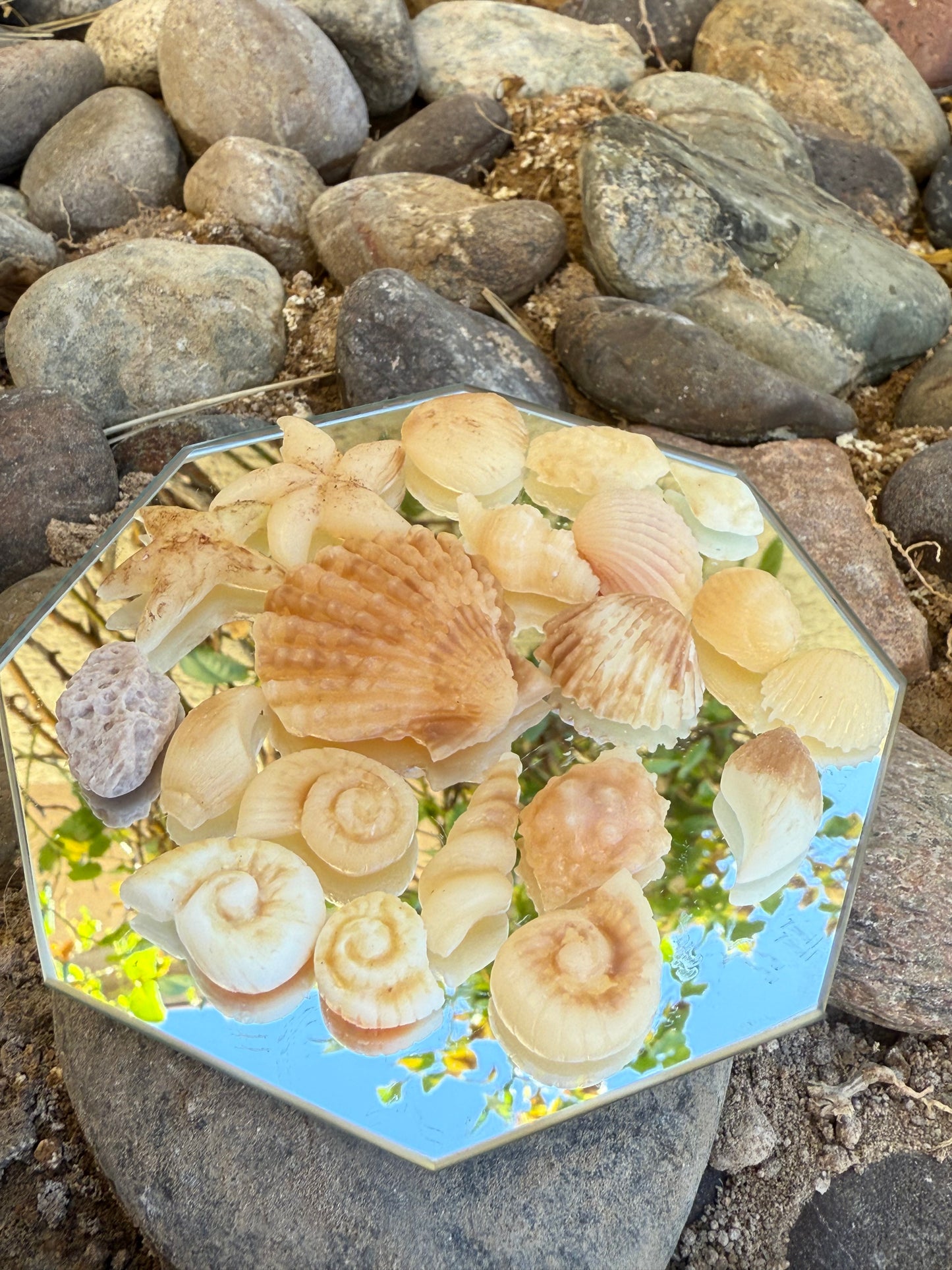 Seashell Wax Melts